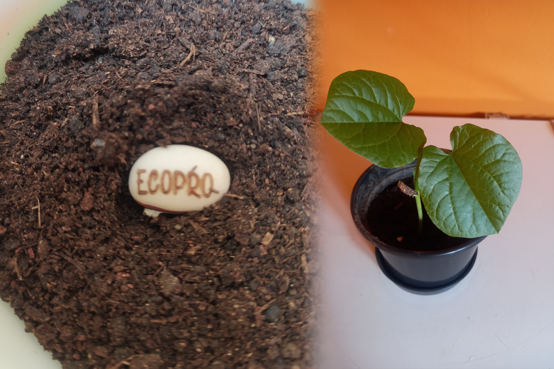 EcoPro – Plantar